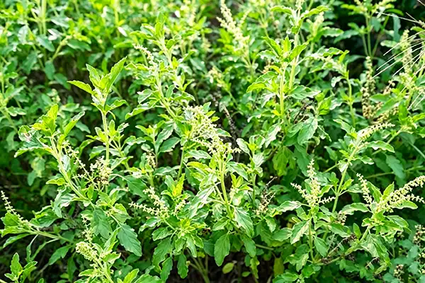 Is Holy Basil Extract Powder Right for Your Product Line?